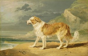 Collie de pelos ásperos, 1809